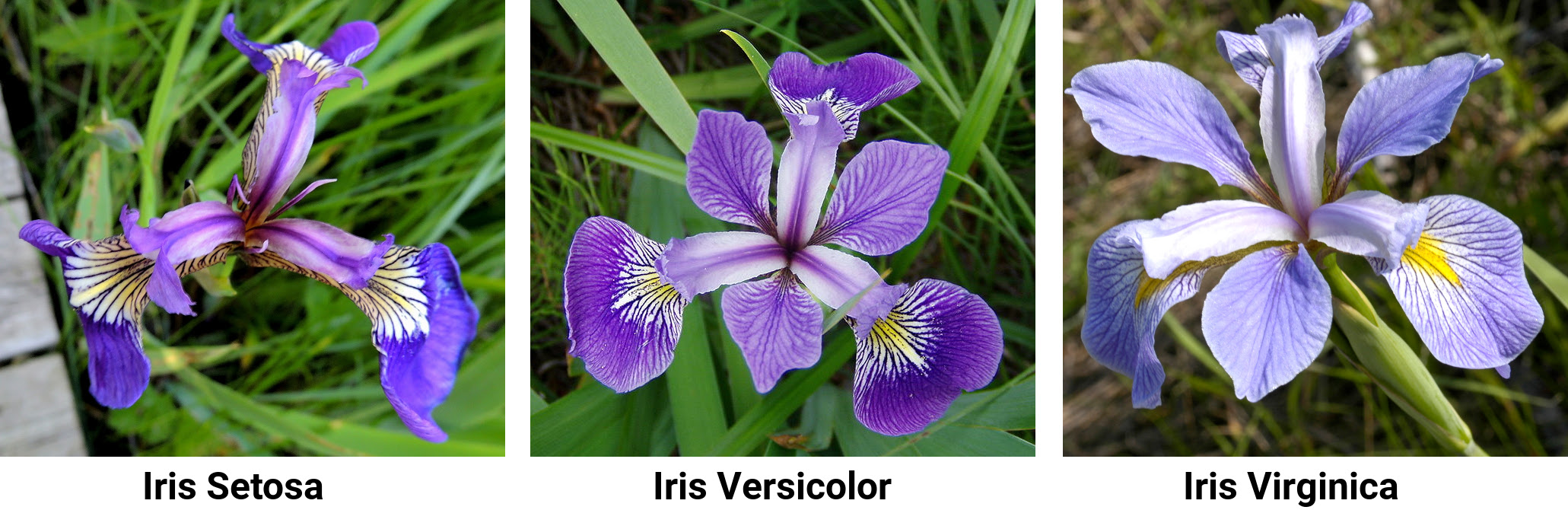 _images/iris_flowers.jpg