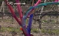 Enhanced vine pruning thanks to artificial intelligence and augmented reality