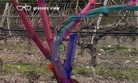 Mieux tailler la vigne grâce à l’intelligence artificielle et la réalité augmentée